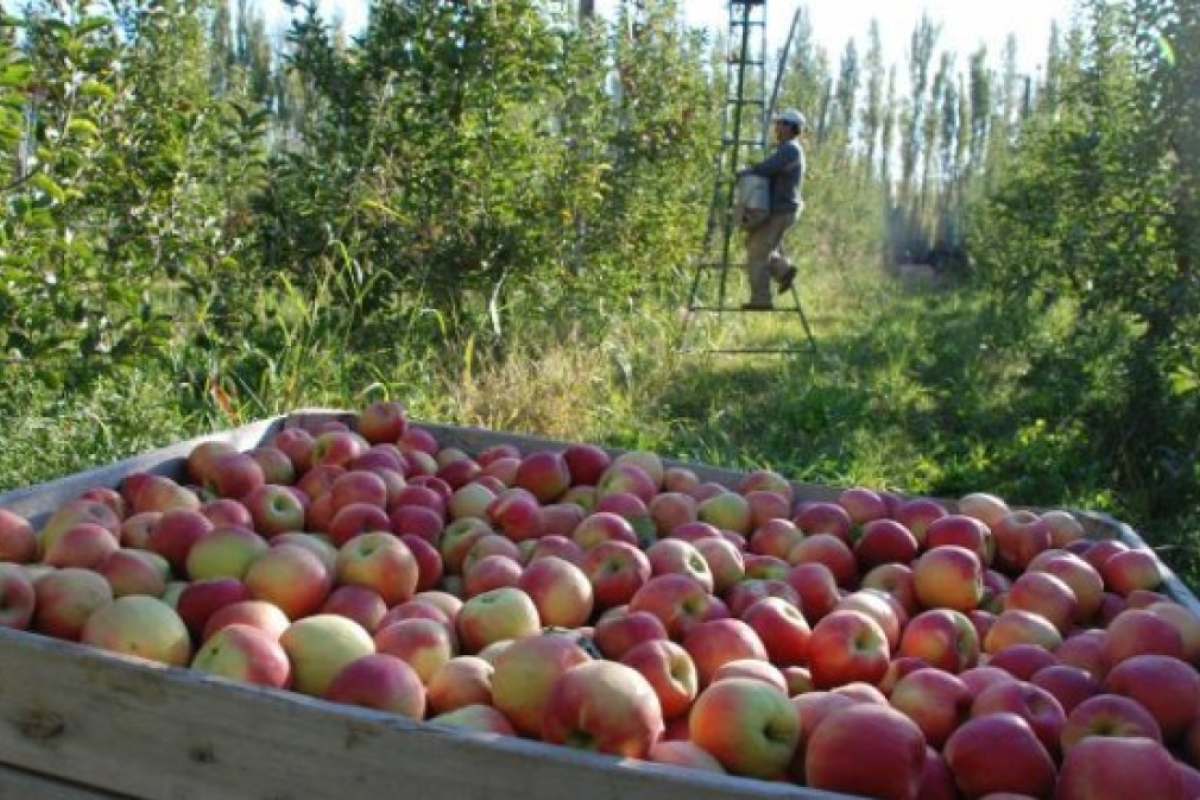 Aumento salarial para trabajadores de la fruta