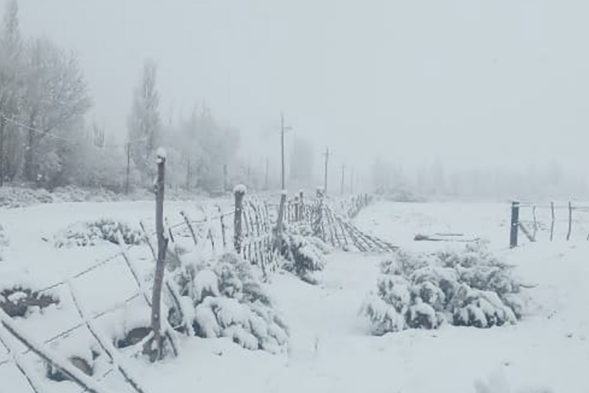 Buta Ranquil bajo la nieve