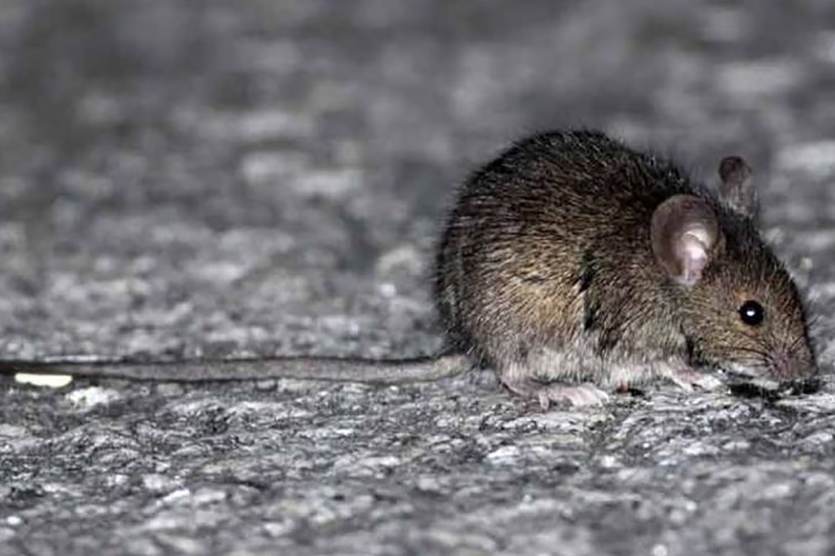 Hantavirus en Neuquén: ¿cuáles son las claves para prevenirlo?