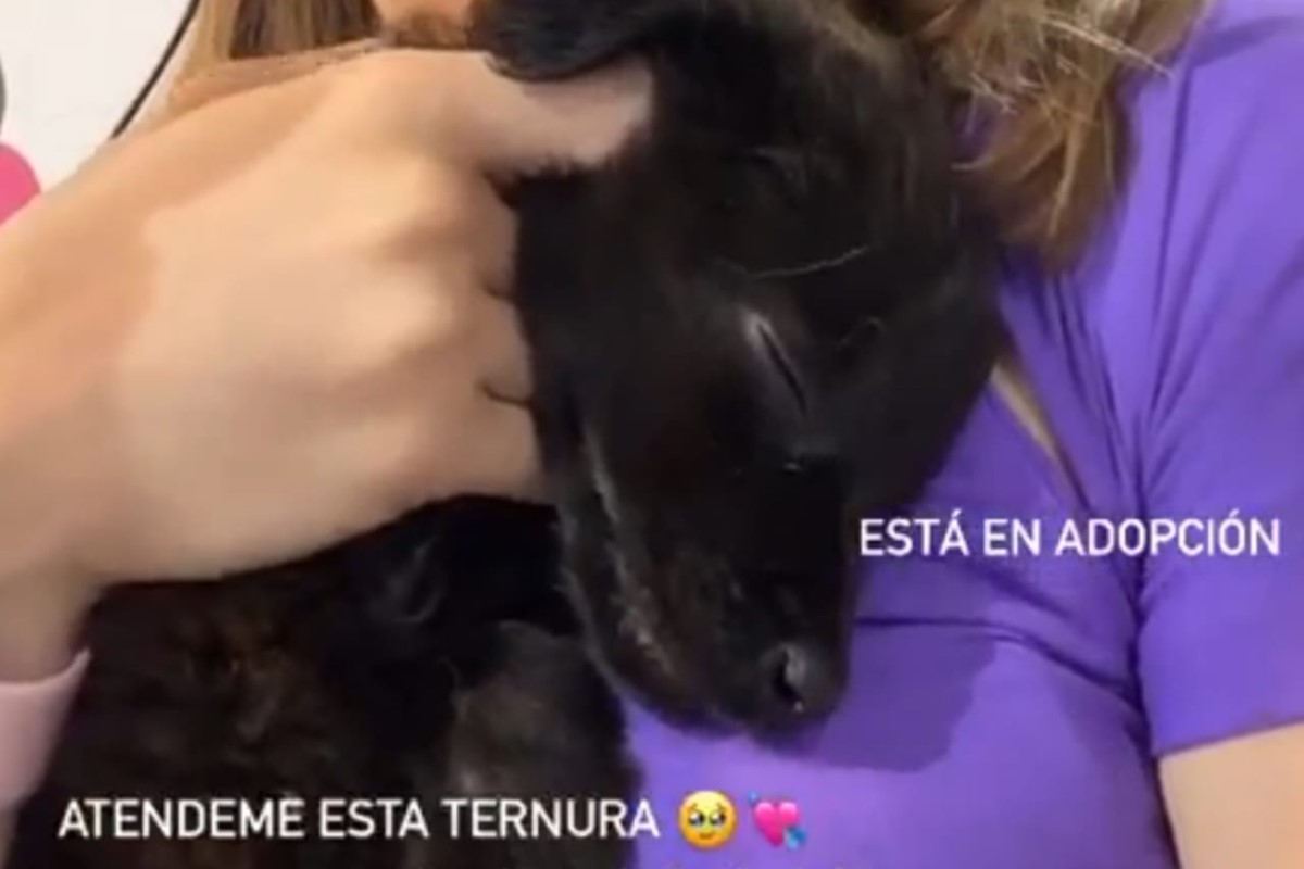 Buscan adopción responsable para More, una perrita de Neuquén