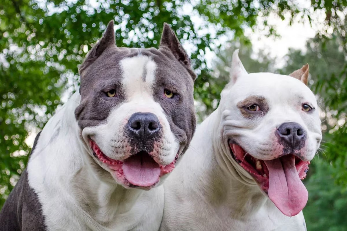 Impactante ataque de pitbulls a una pareja neuquina