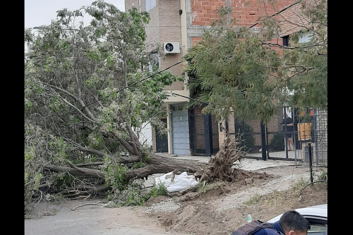 En fotos: el viento causó estragos en toda la región