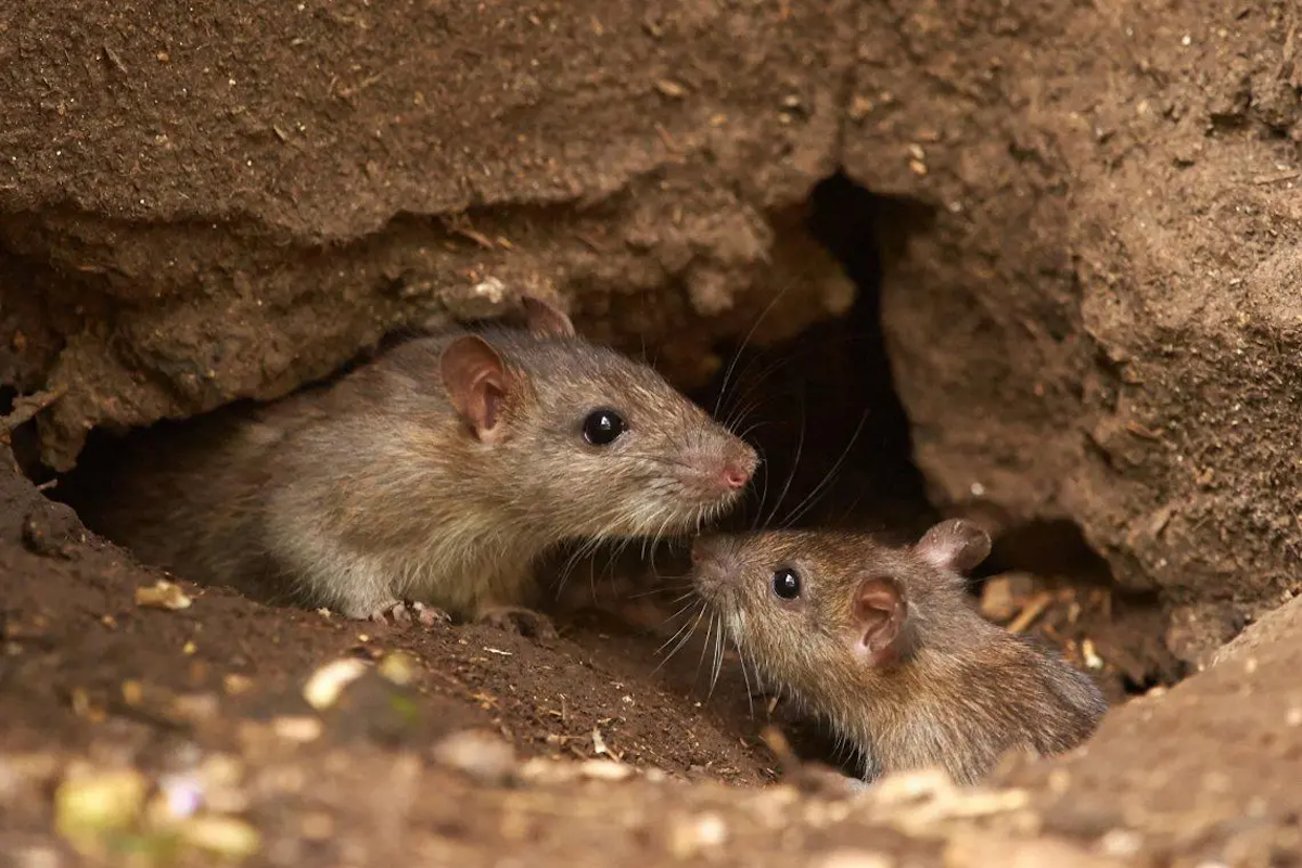 Hantavirus en Neuquén: cómo está el paciente internado