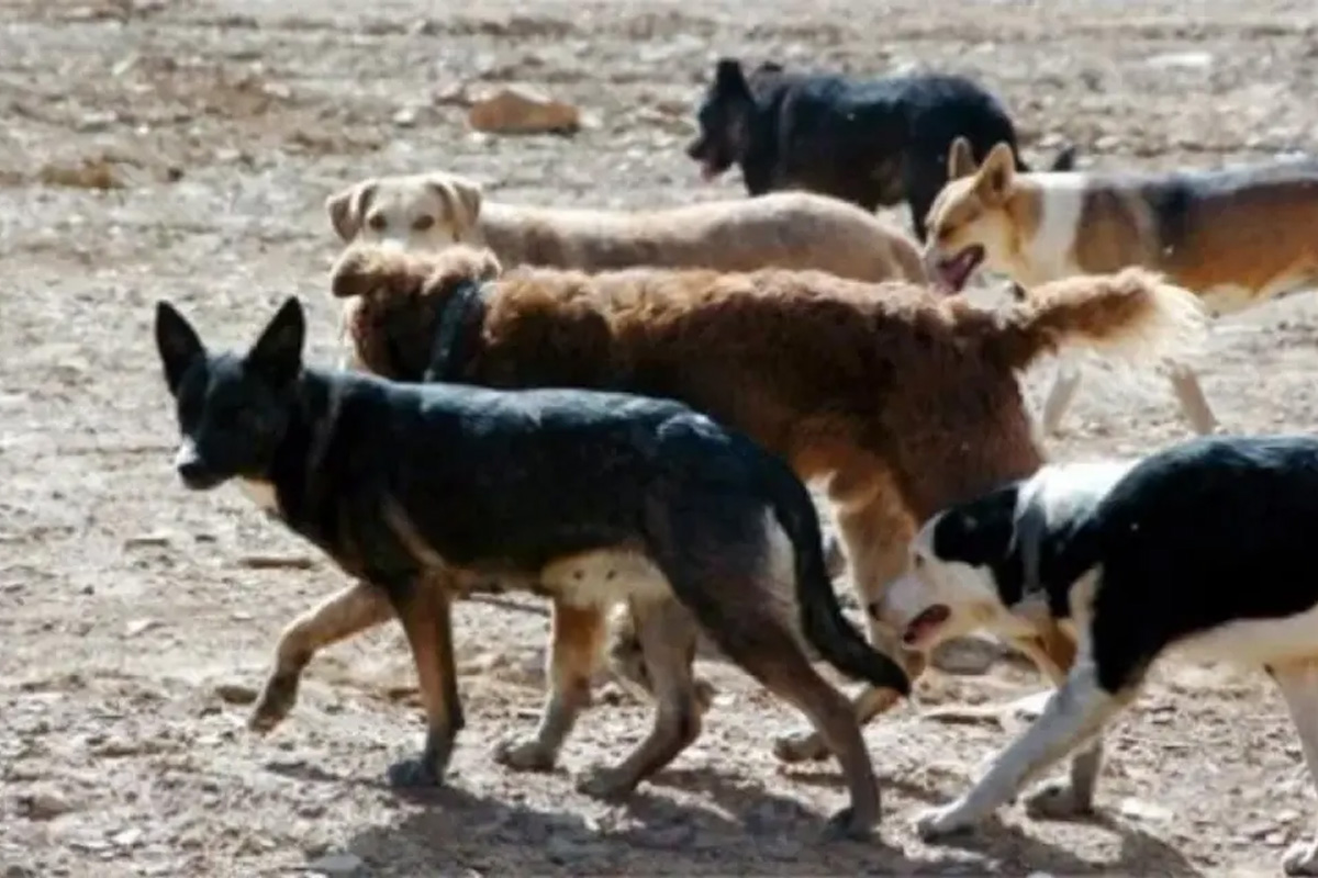 Impulsan el programa de adopción responsable en Neuquén