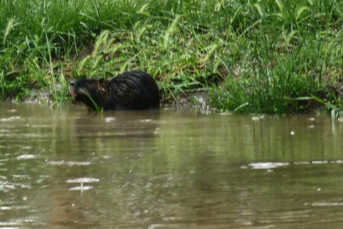 Por la lluvia desbordó el arroyo Durán