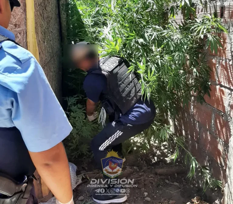 Secuestraron plantas de marihuana en Añelo