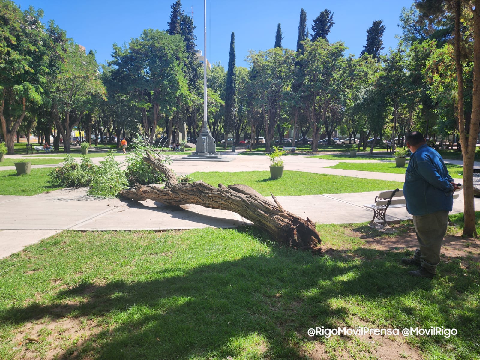 Una acacia casi aplasta a un hombre en la plaza Roca