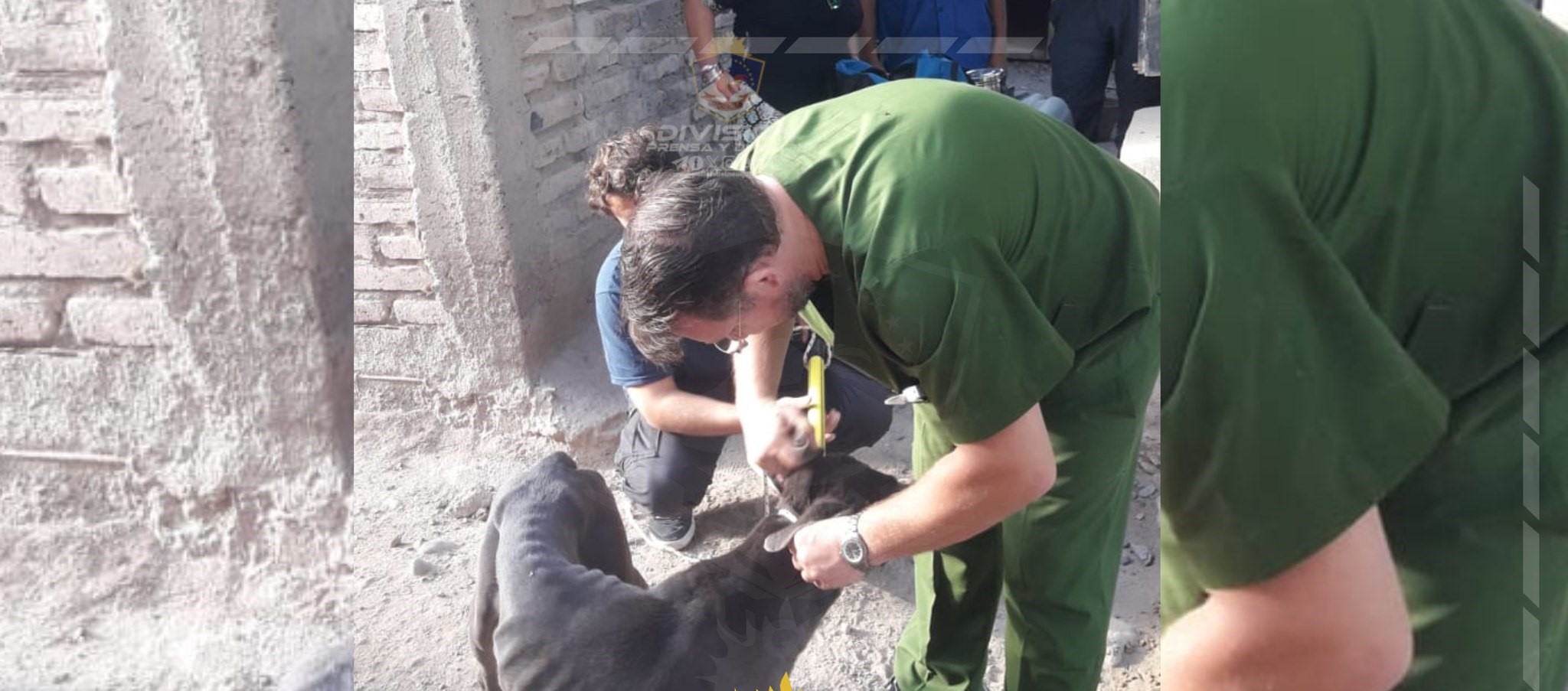 Rescataron a tres perros maltratados en el barrio La Sirena