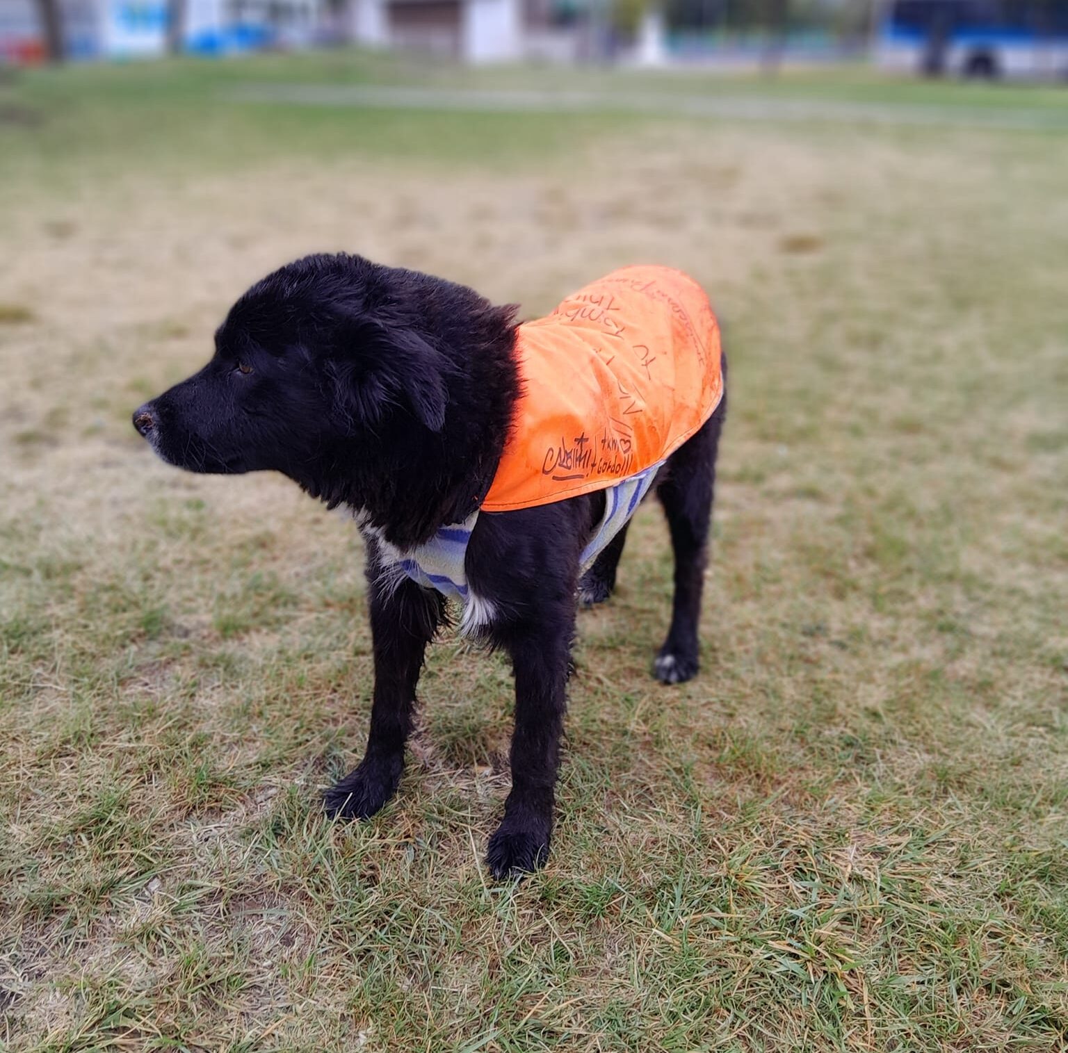 Patas Unidas: confeccionan abrigos y ayudan a perros abandonados