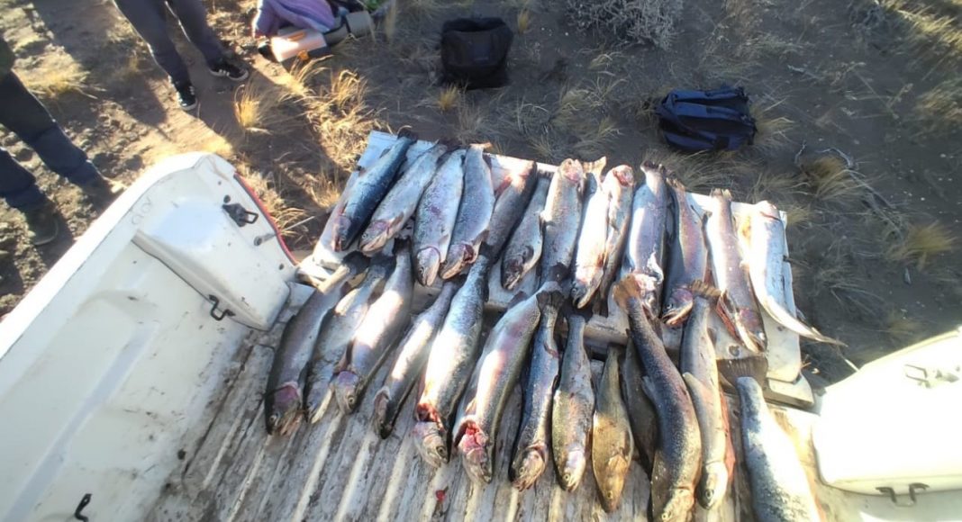 Piedra del Águila: pescadores deberán pagar multa por sacrificar 22 truchas