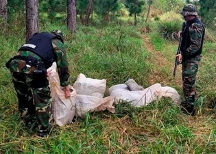 Incautaron en Misiones más de 350 kilos de marihuana