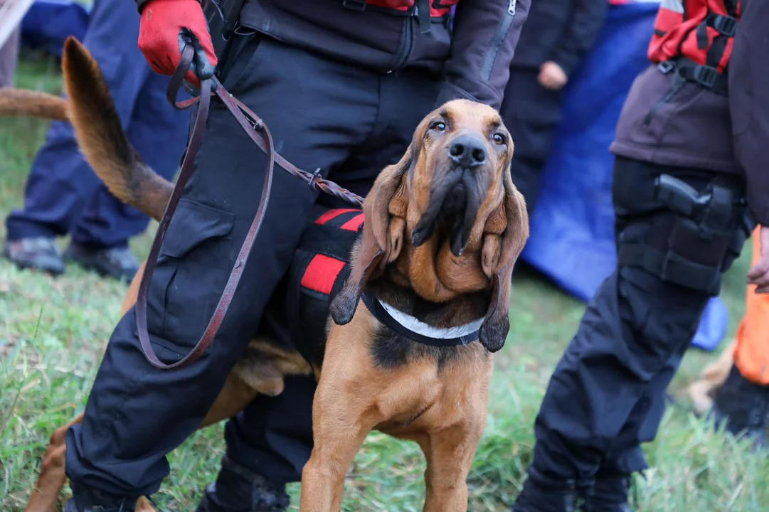 Caso Loan: nuevos rastrillajes en el campo de la funcionaria detenida