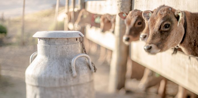 Buscan ampliar la producción en la cuenca lechera del Norte neuquino