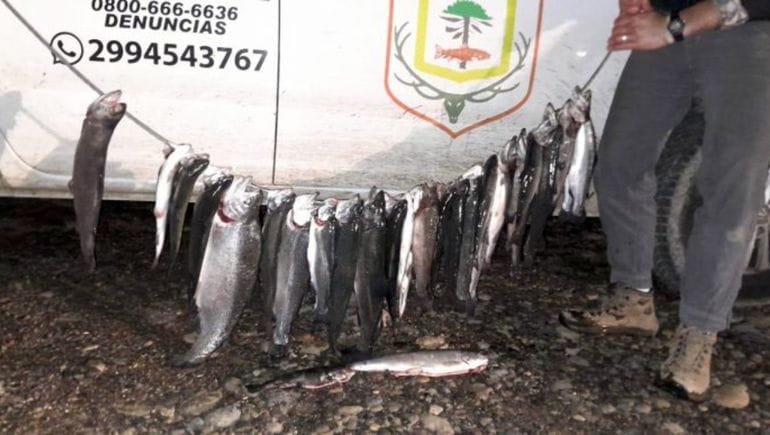 Secuestran 33 truchas y equipos a pescadores furtivos en Collón Curá