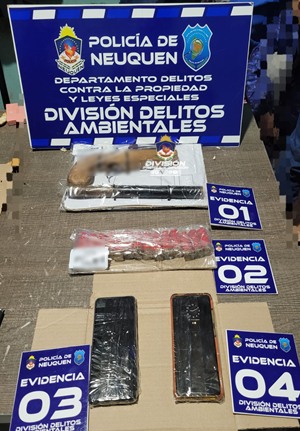 Secuestran armas y celulares en investigación por maltrato animal