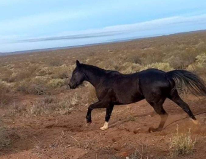 Peligro en rutas neuquinas: animales sueltos en Tratayen