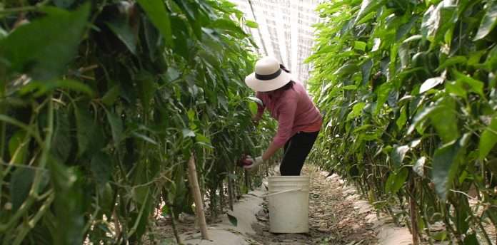 Lanzan líneas de créditos para productores hortícolas y de frutas finas