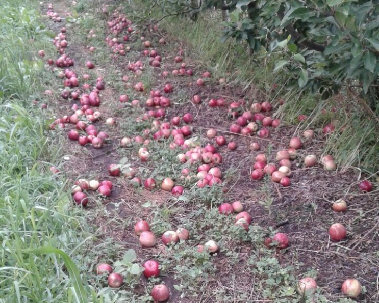 Comer del descarte: productores denuncian venta de fruta en mal estado