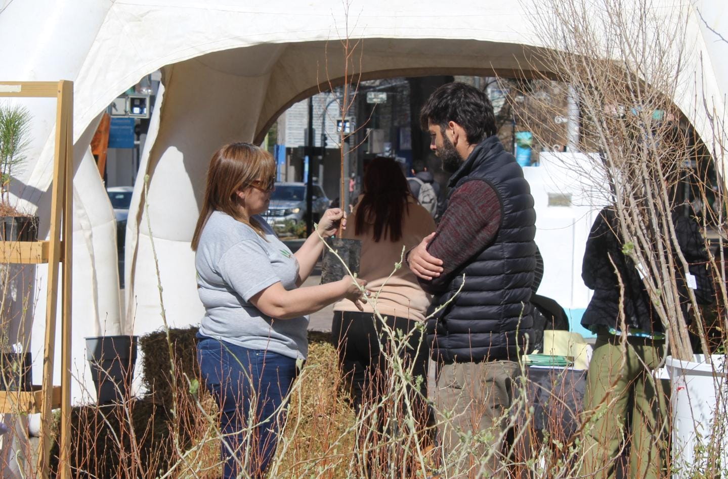 Crece la reforestación en Neuquén