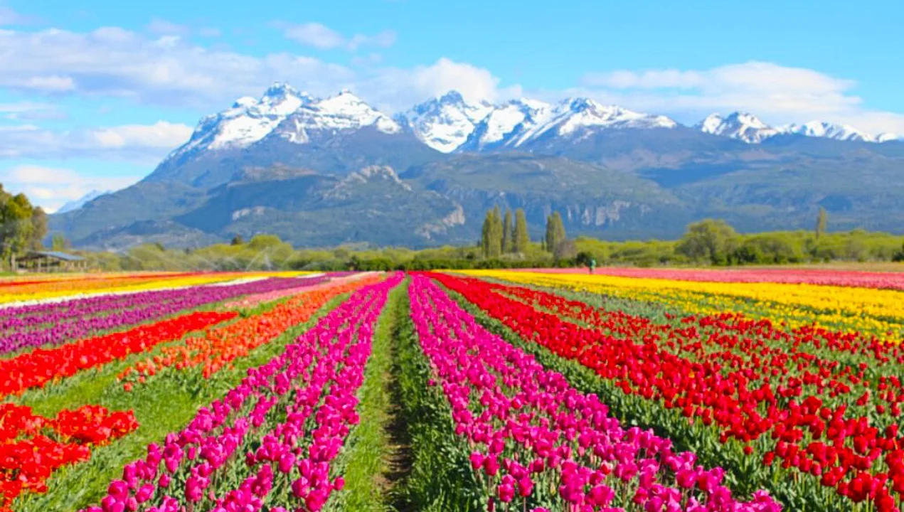 Un campo de 2 millones de tulipanes está por florecer en la Patagonia: dónde visitarlo y cuánto cuesta la entrada