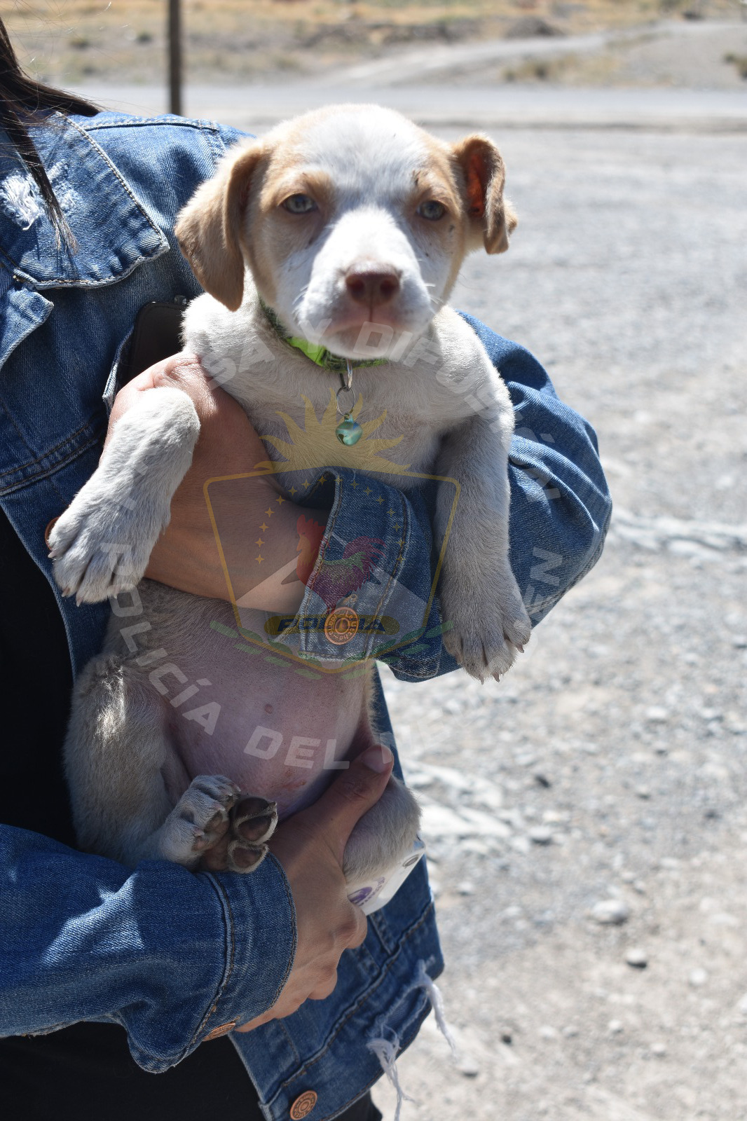 Rescatan perros en situación de abandono en Chos Malal